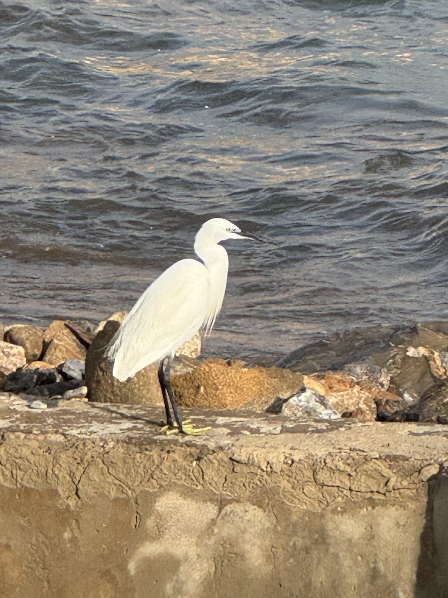 Seidenreiher - ML646861859