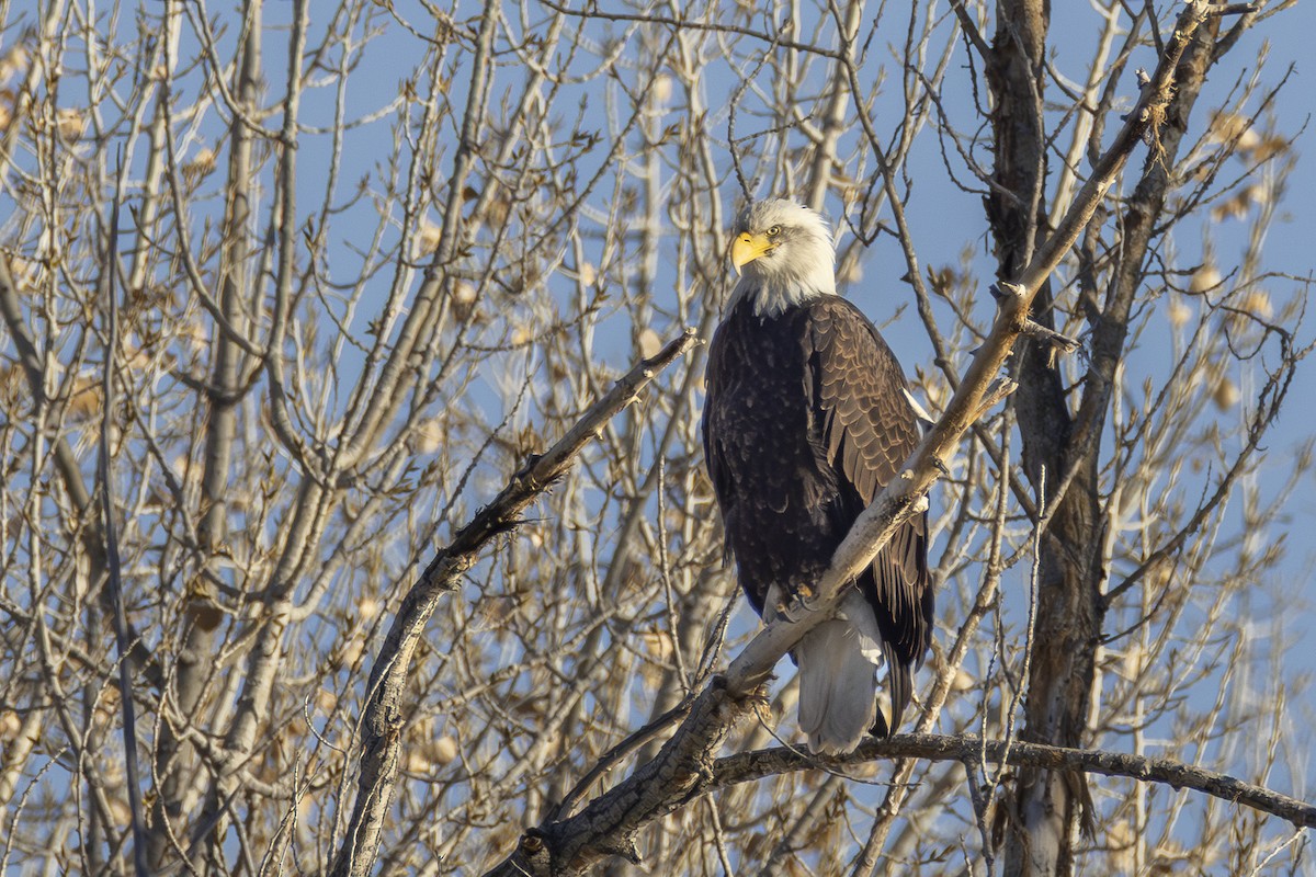 orel bělohlavý - ML646861860
