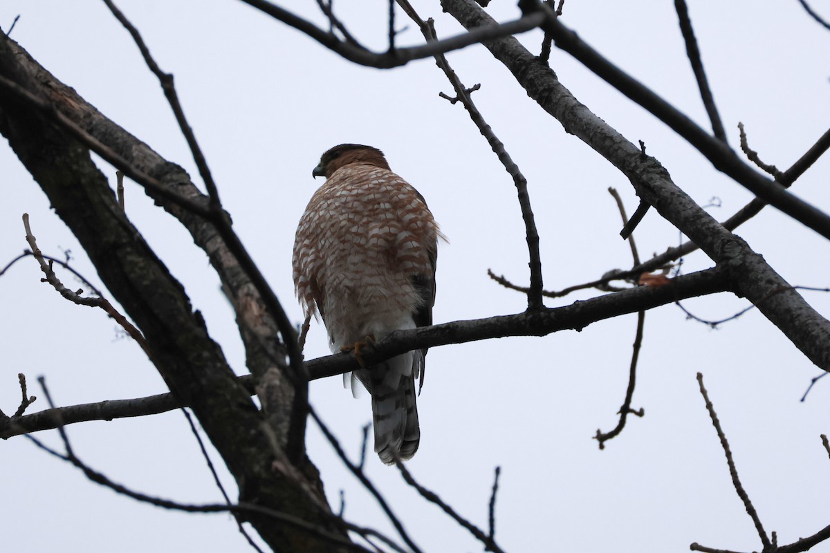 Cooper's Hawk - ML646861862