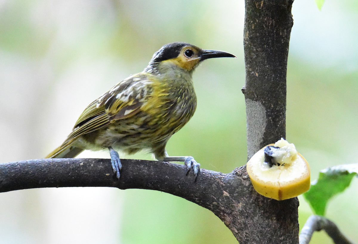 medosavka černočapková - ML646861864