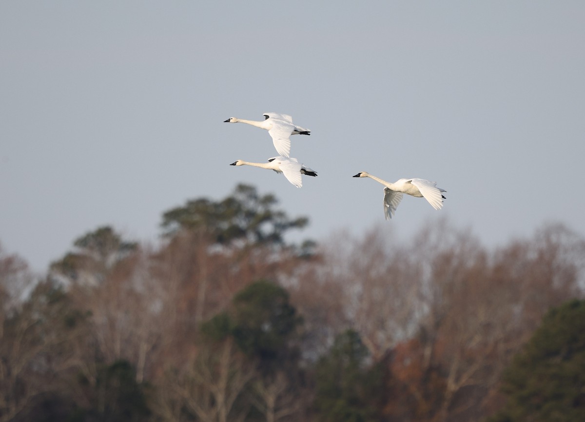Cisne Chico (neártico) - ML646861866
