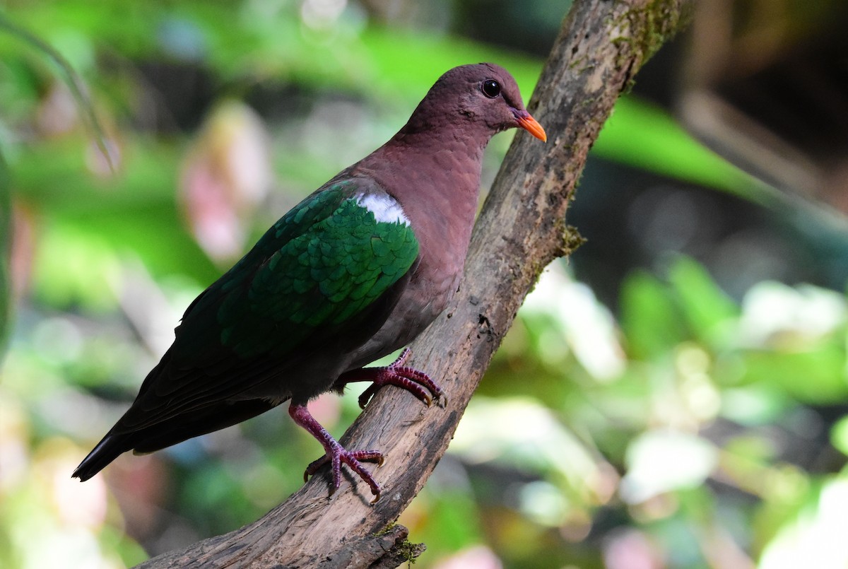 holub hnědohlavý - ML646861869