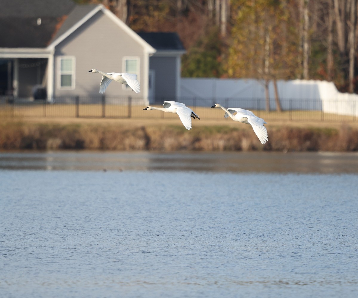 Cisne Chico (neártico) - ML646861870