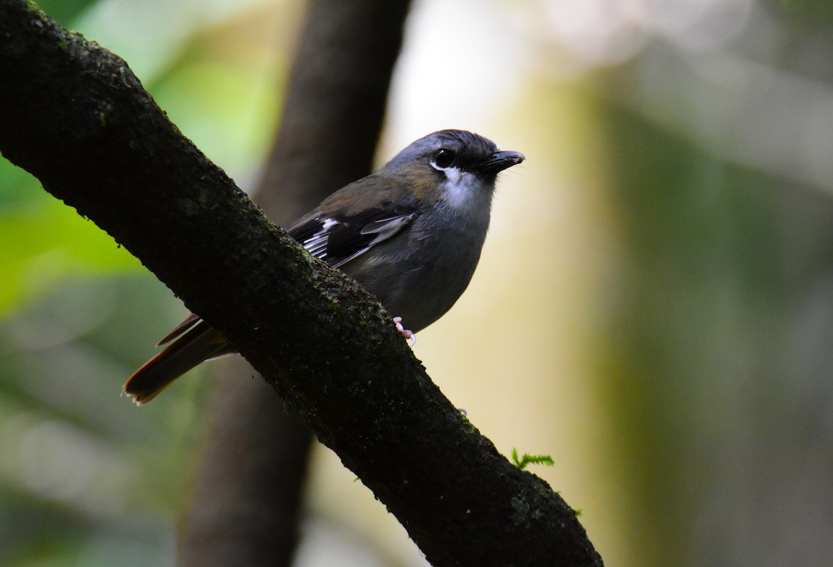 lejsčík šedotemenný - ML646861872