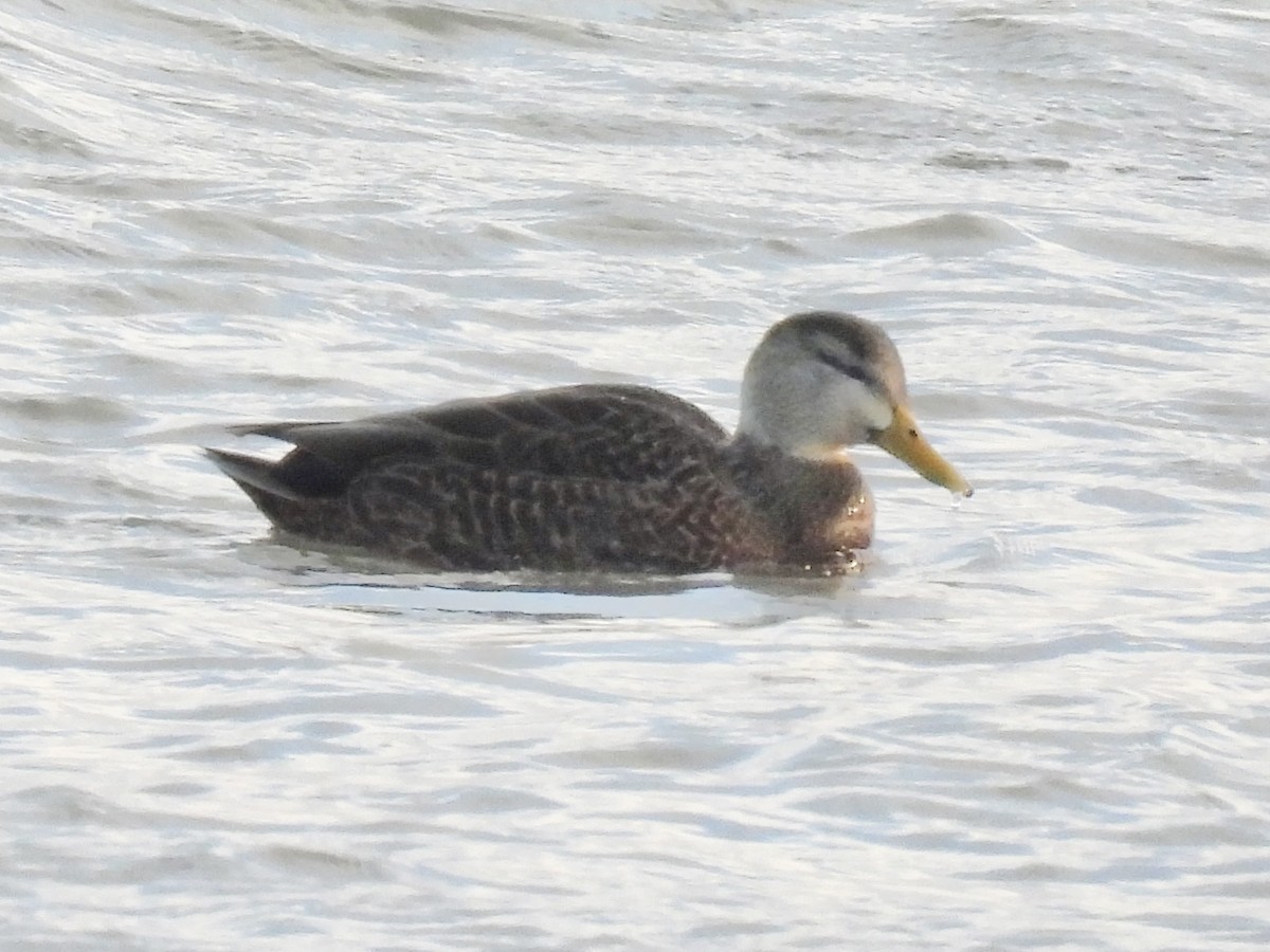 Ánade Sombrío - ML646861873