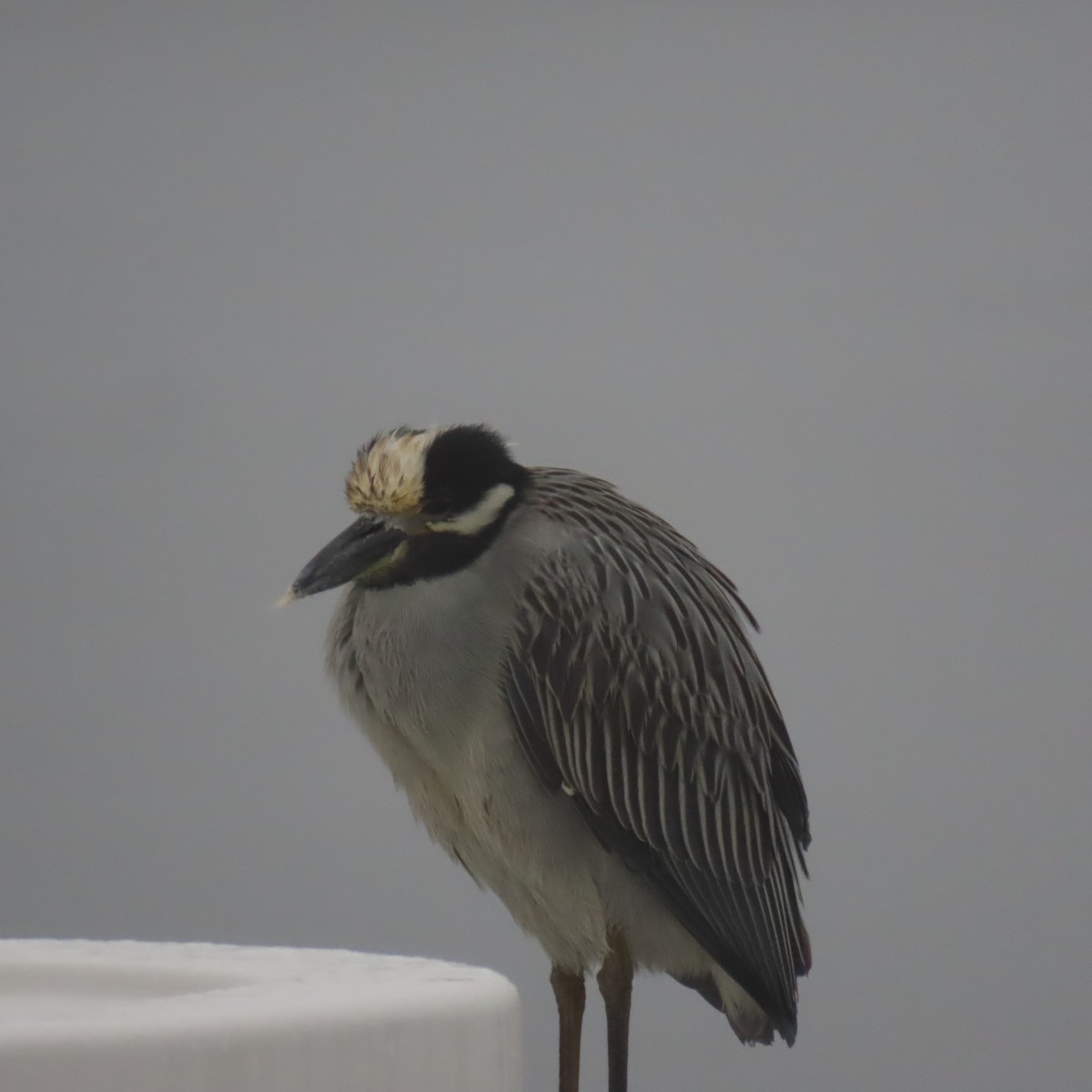 Yellow-crowned Night Heron - ML646861875