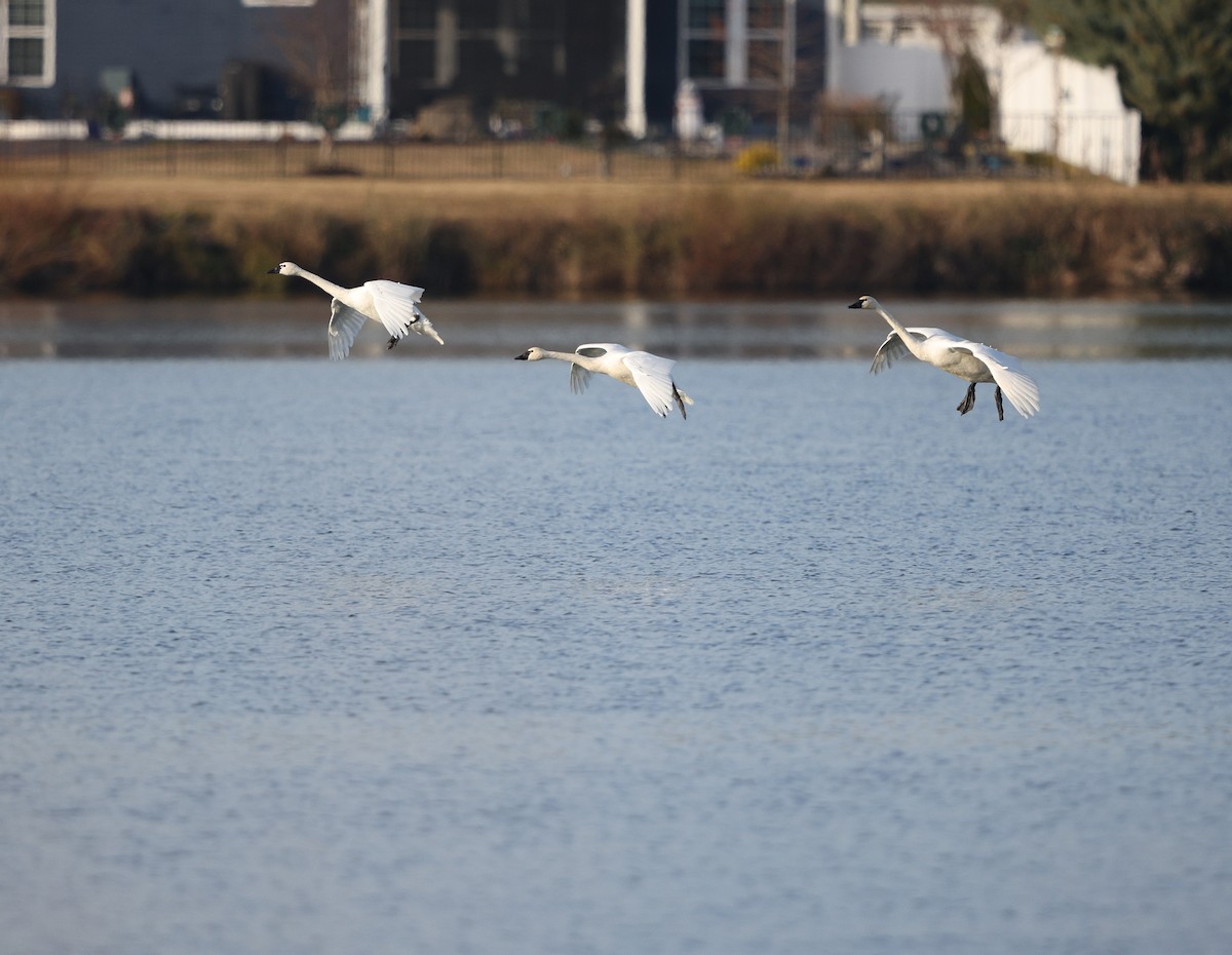 Cisne Chico (neártico) - ML646861877