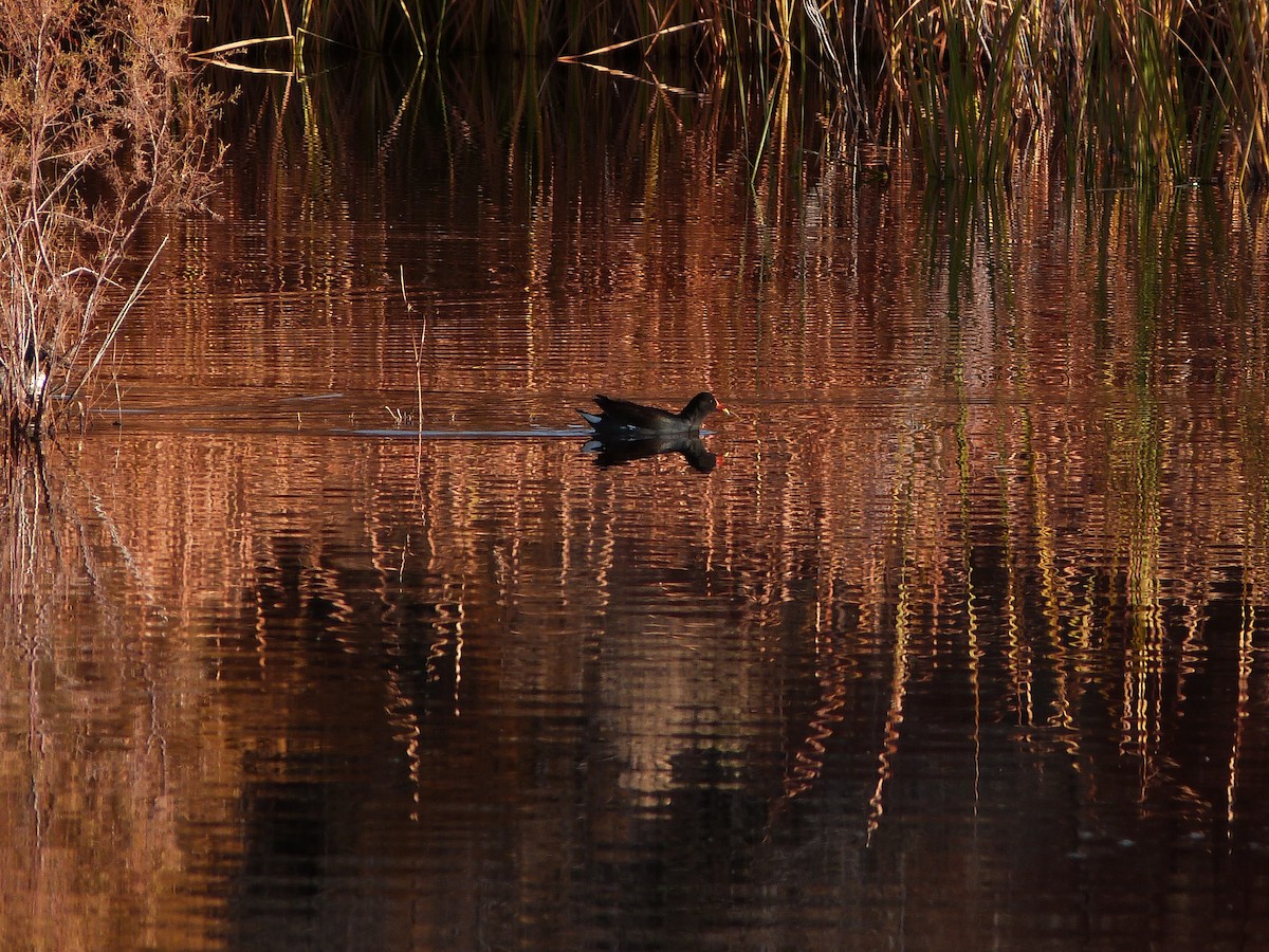 Common Gallinule - ML646861879
