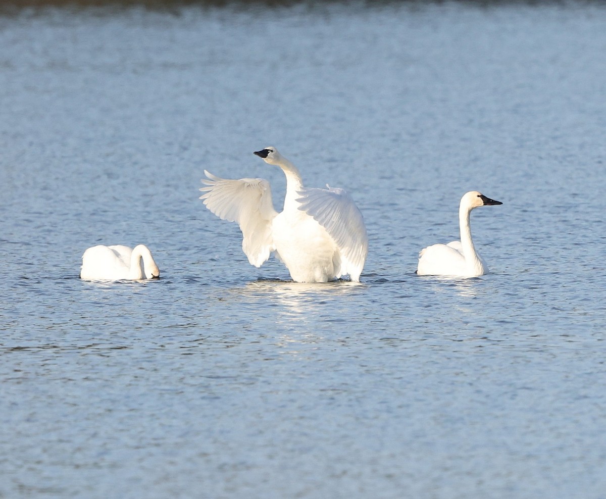 Cisne Chico (neártico) - ML646861880