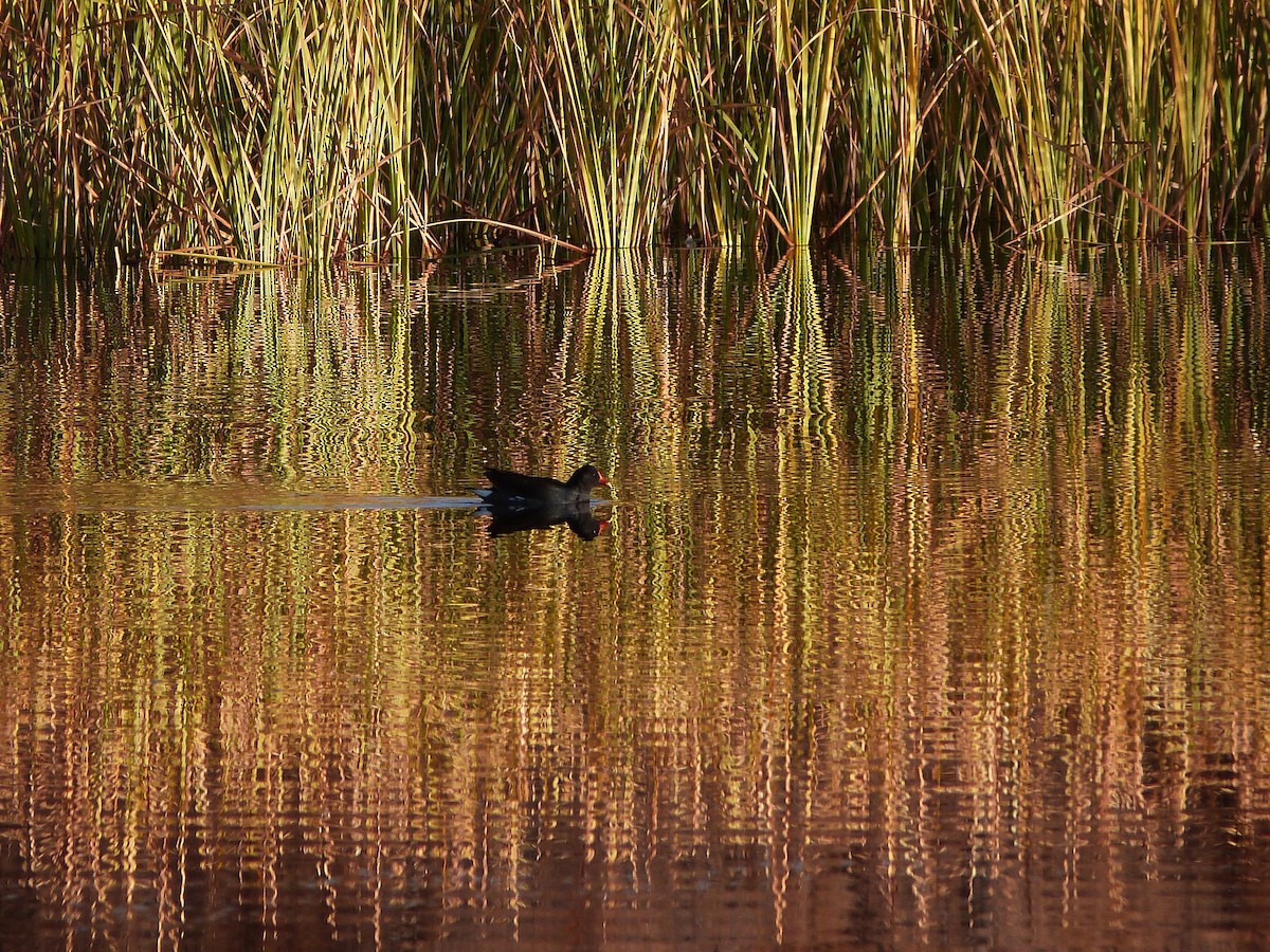 Common Gallinule - ML646861882