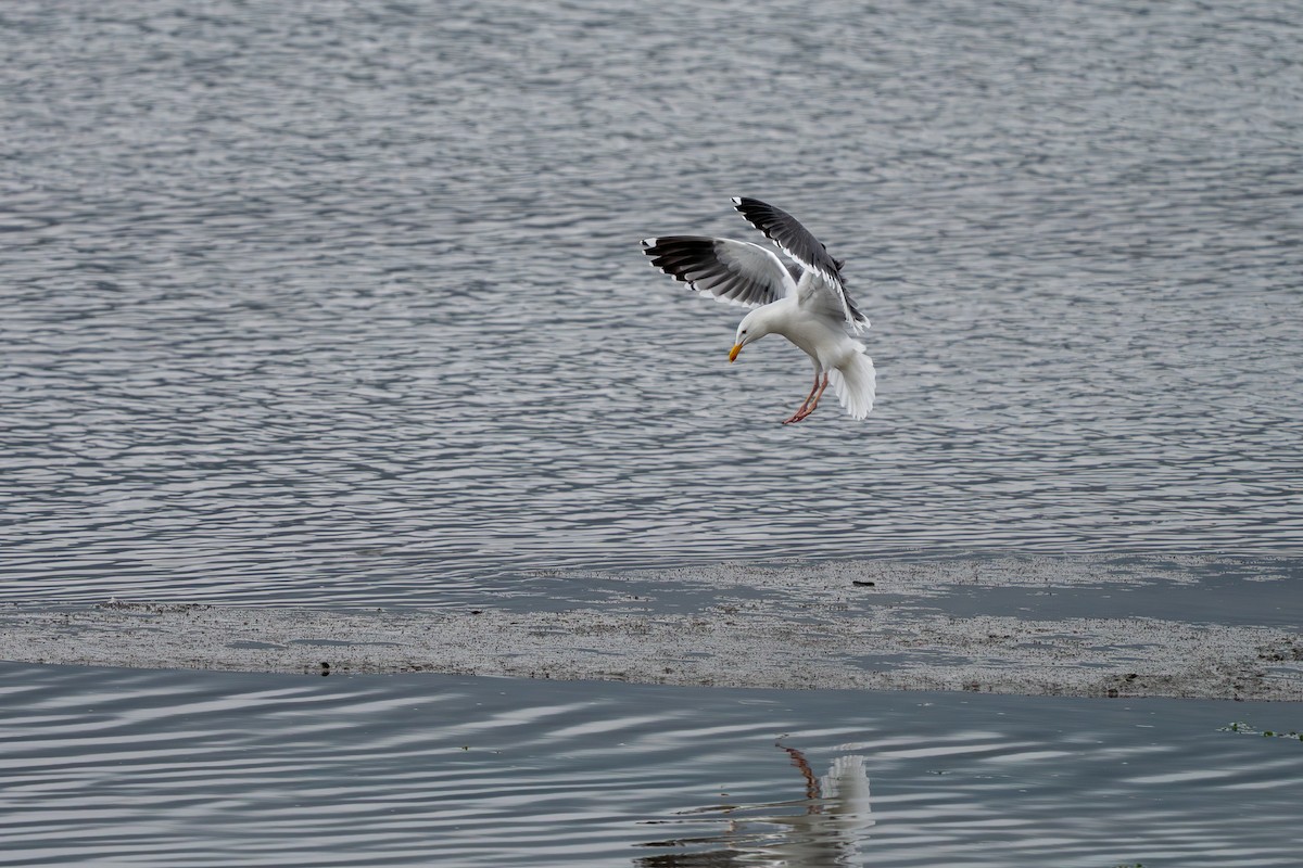 Western Gull - ML646861883