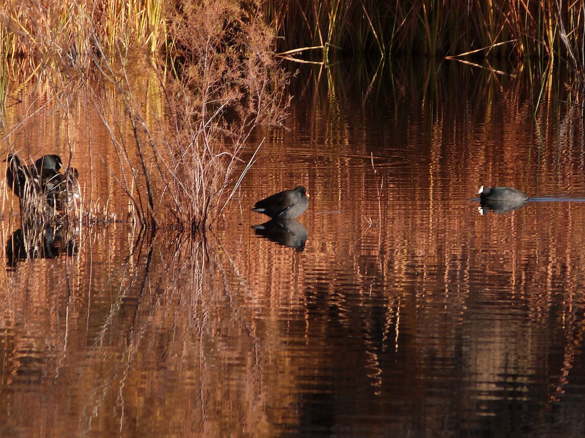 Common Gallinule - ML646861885