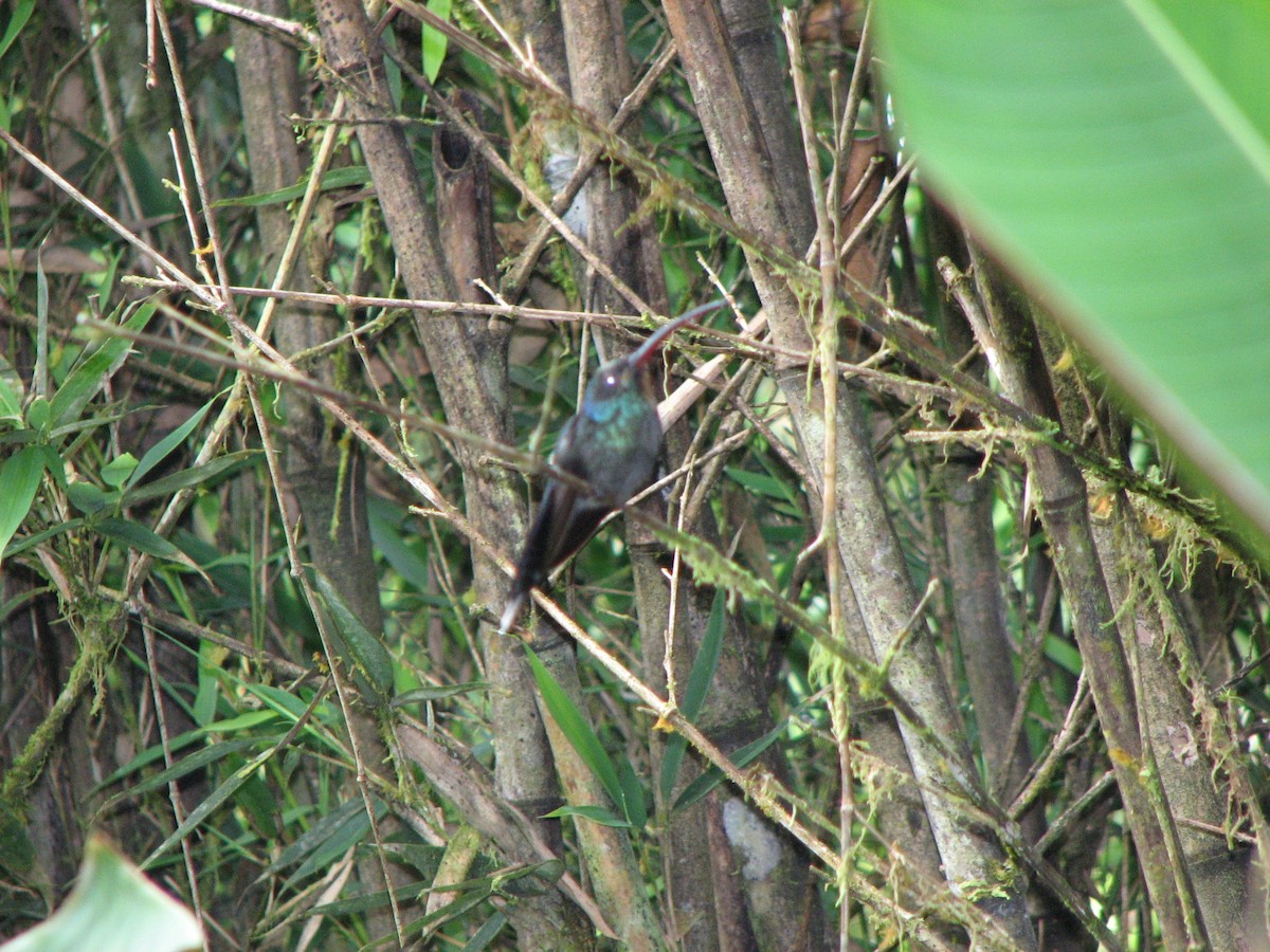 Green Hermit - ML646861888