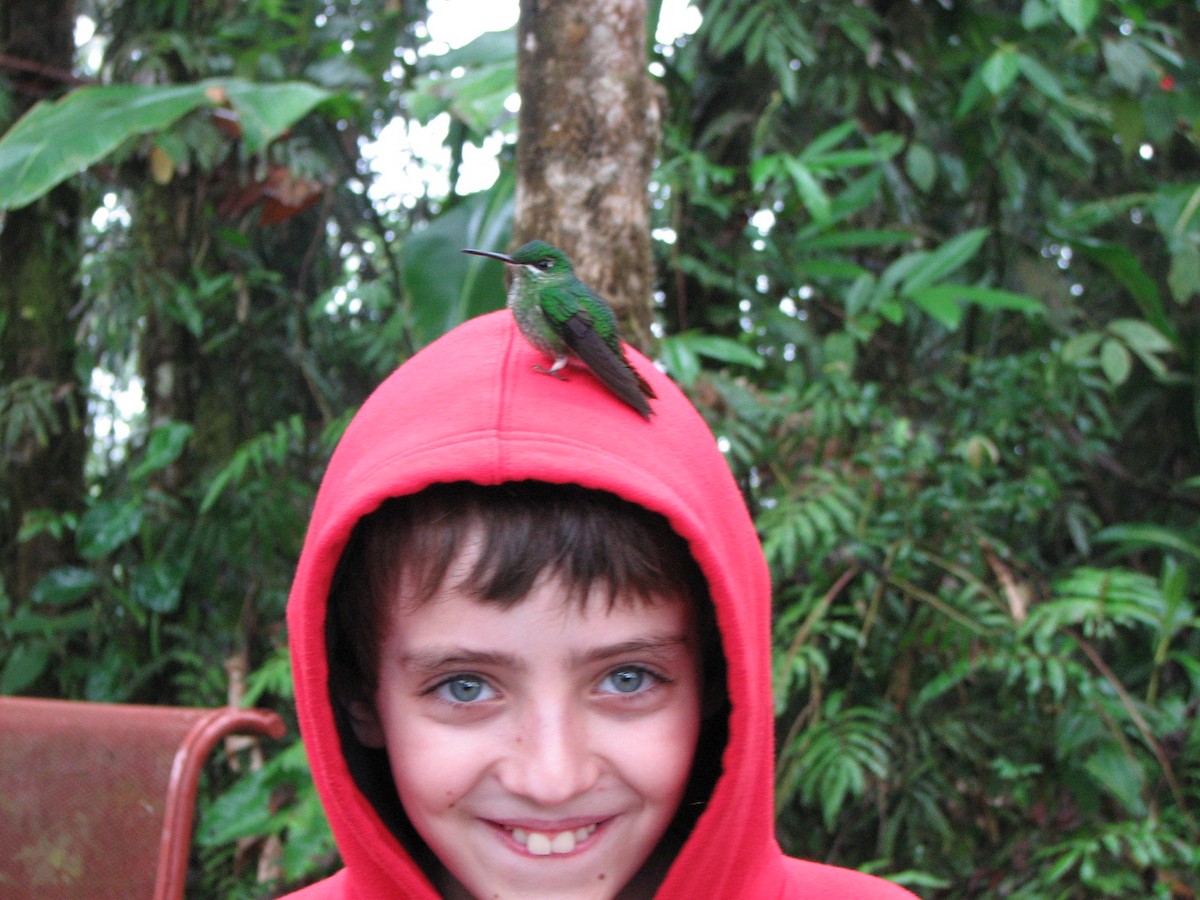 Green-crowned Brilliant - ML646861889