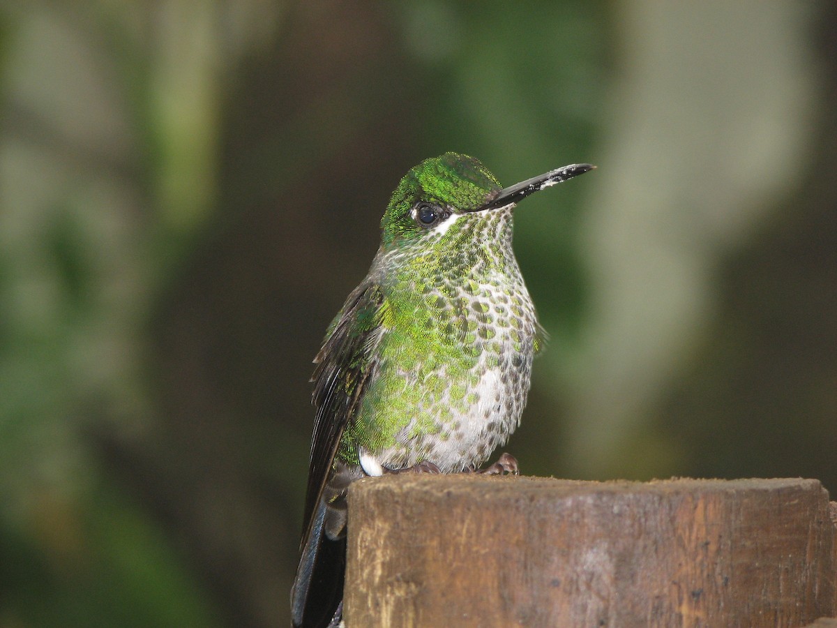 Green-crowned Brilliant - ML646861890