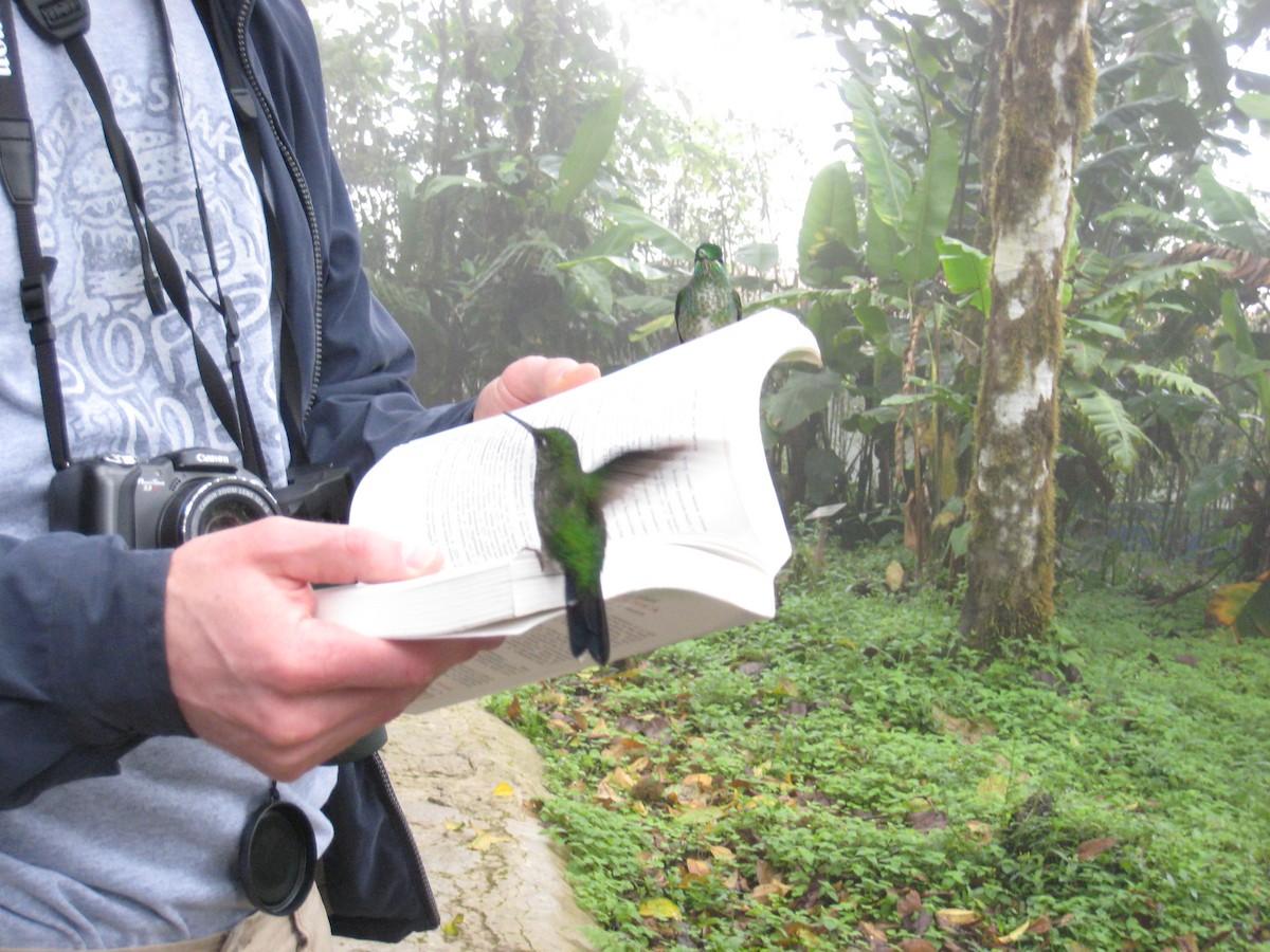 Green-crowned Brilliant - ML646861891