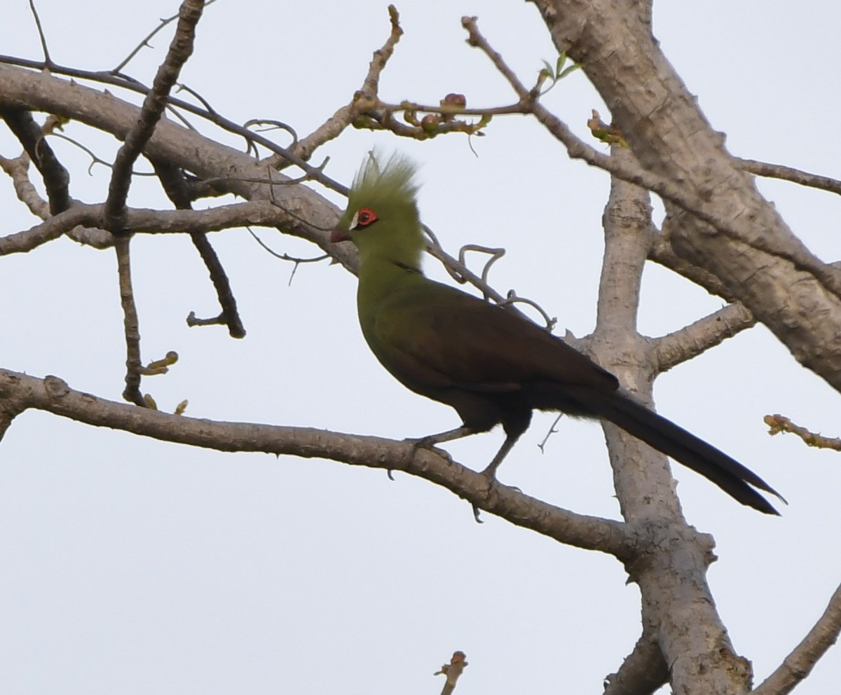 Guinea Turaco - ML646861892