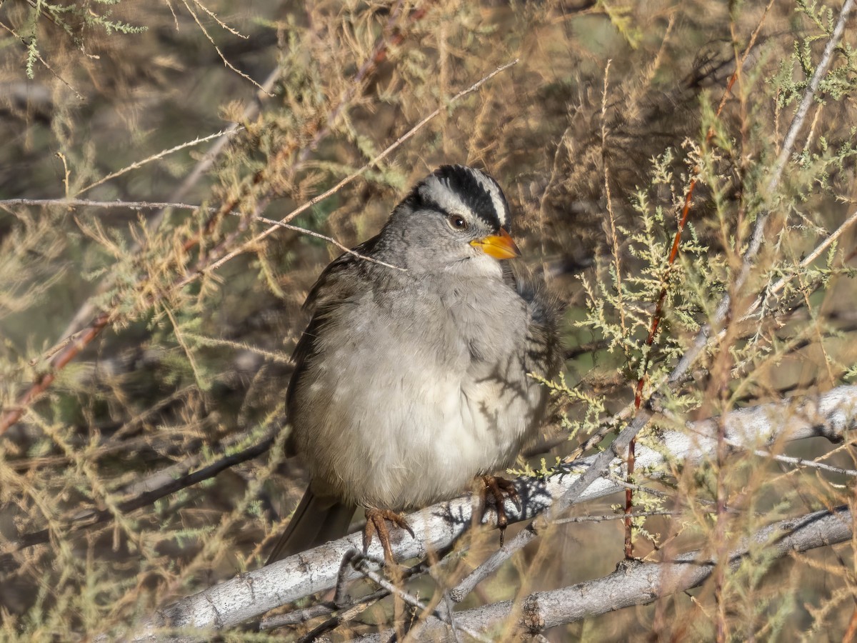 strnadec bělopásý - ML646861893