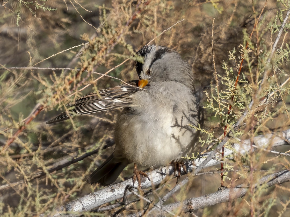 strnadec bělopásý - ML646861894