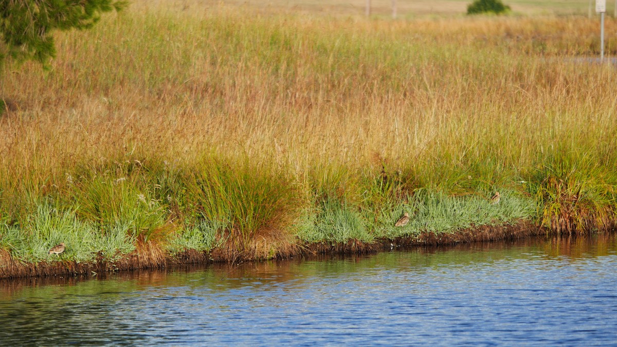 Latham's Snipe - ML646861901