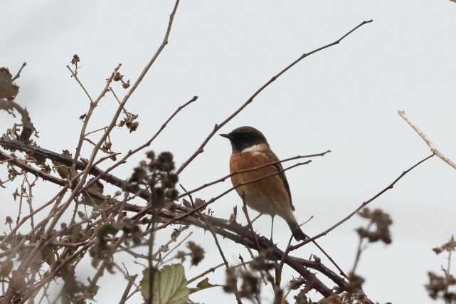 European Stonechat - ML646861903