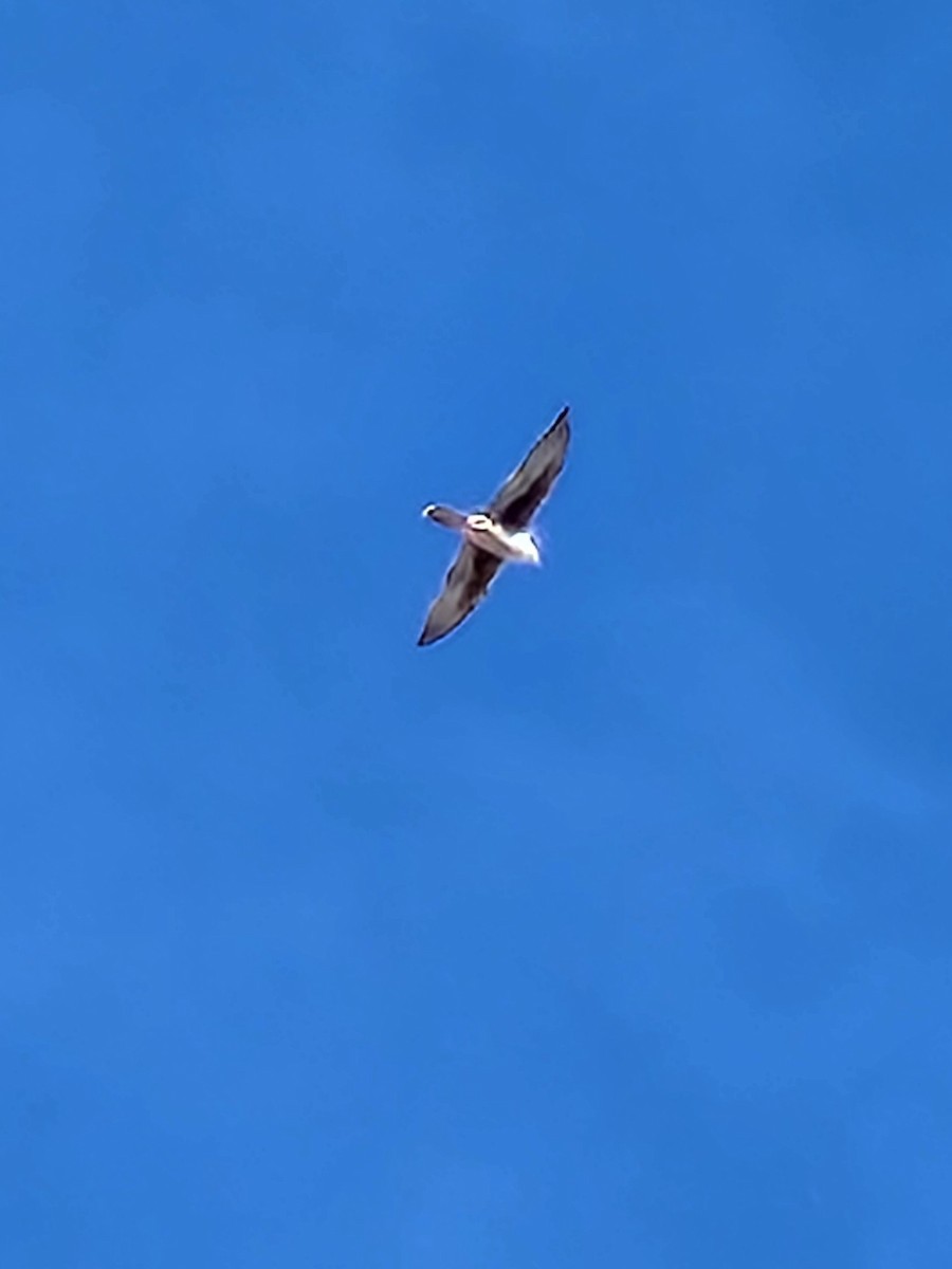 Prairie Falcon - ML646861905