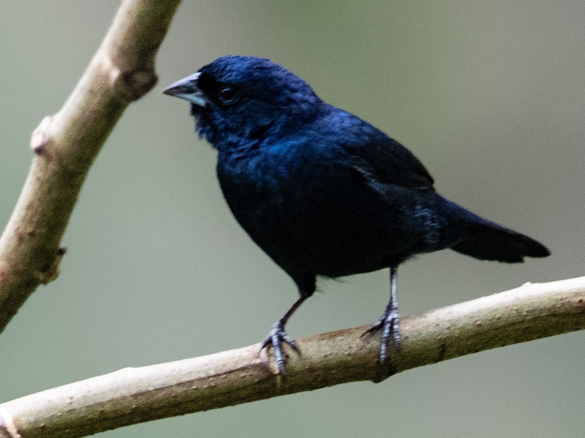 Blue-black Grassquit - ML646861906