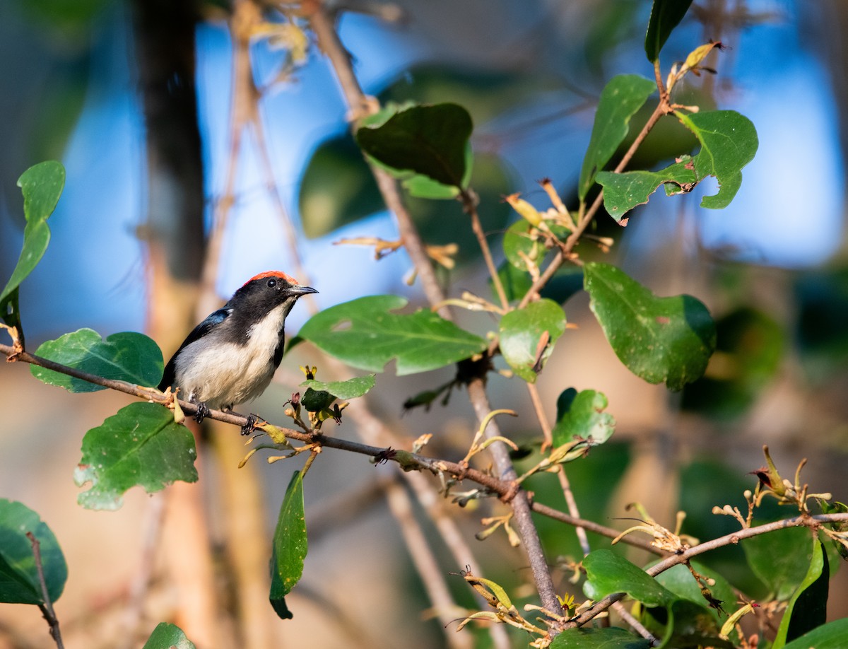 Al Sırtlı Öksekuşu - ML646861909