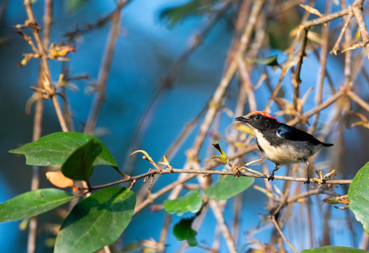 Al Sırtlı Öksekuşu - ML646861910