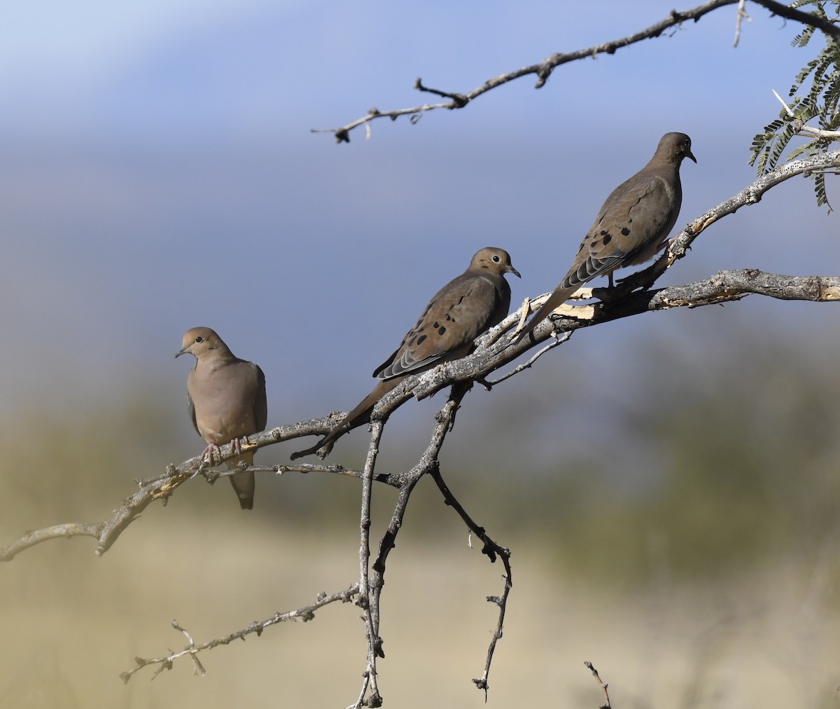 Mourning Dove - ML646861912