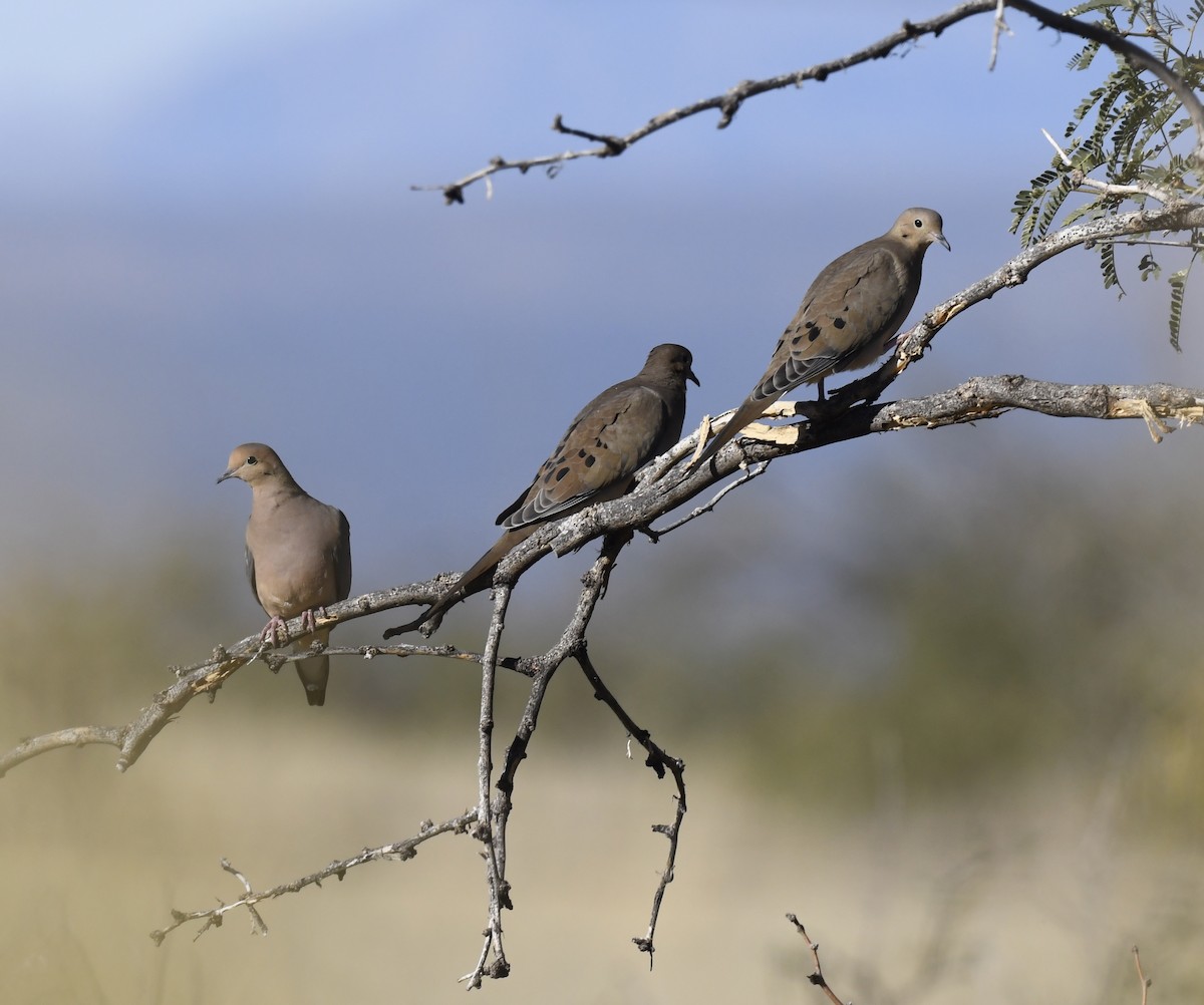 Mourning Dove - ML646861913