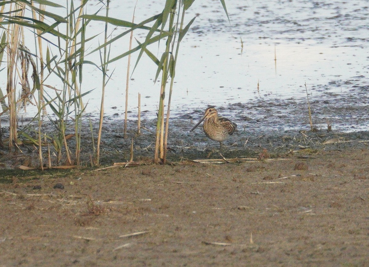 חרטומית ביצות - ML646861914