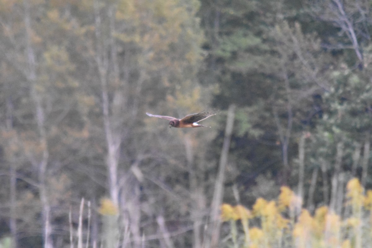 זרון אמריקני - ML646861921