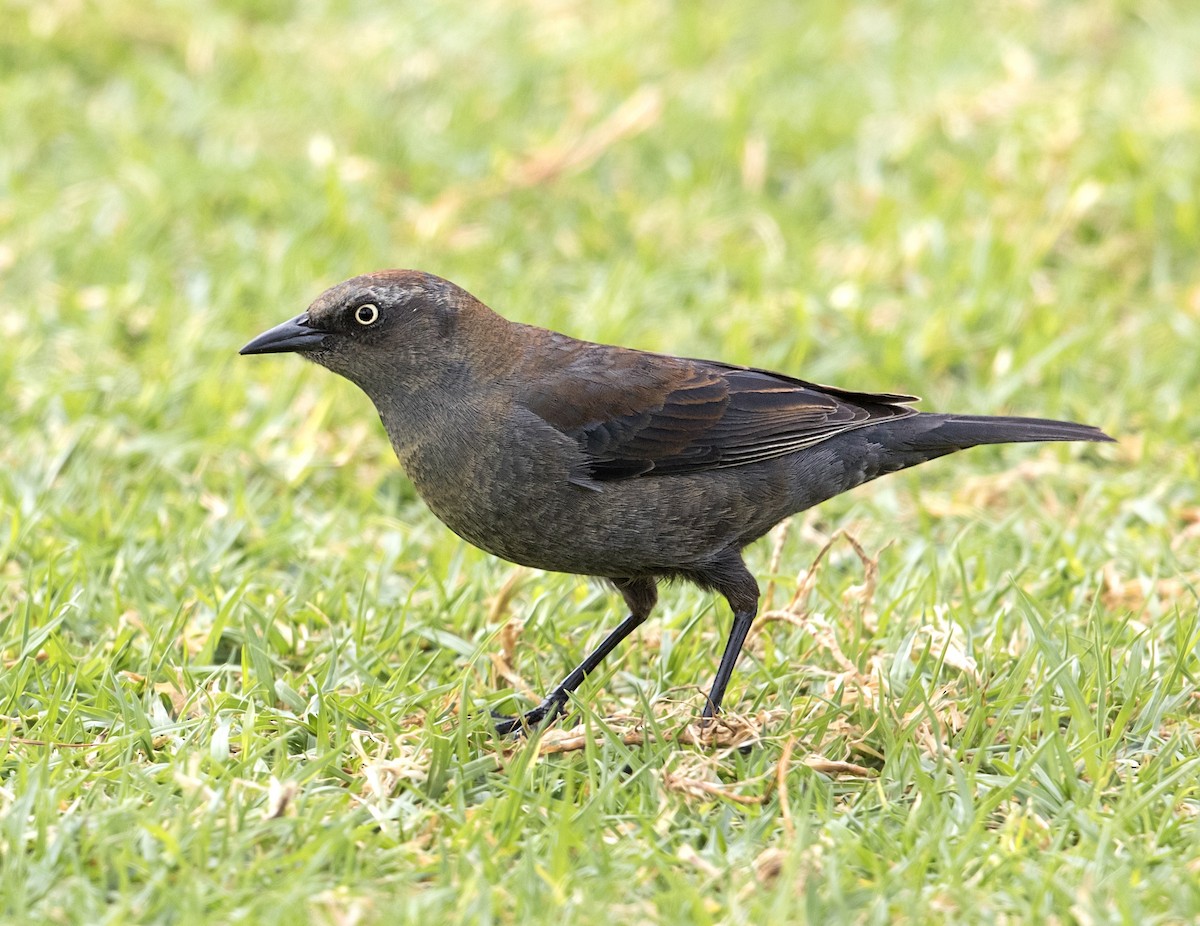 kanadatrupial - ML646861922