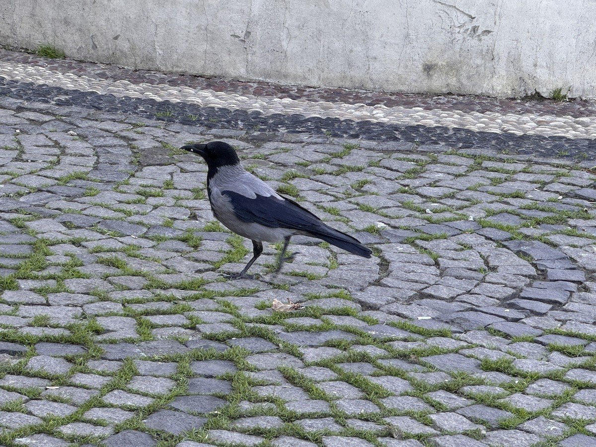 Hooded Crow - ML646861924