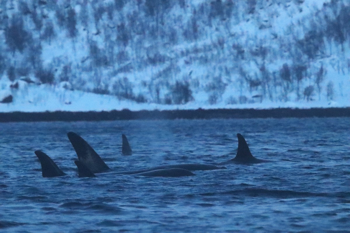 Mammals - ML646861925