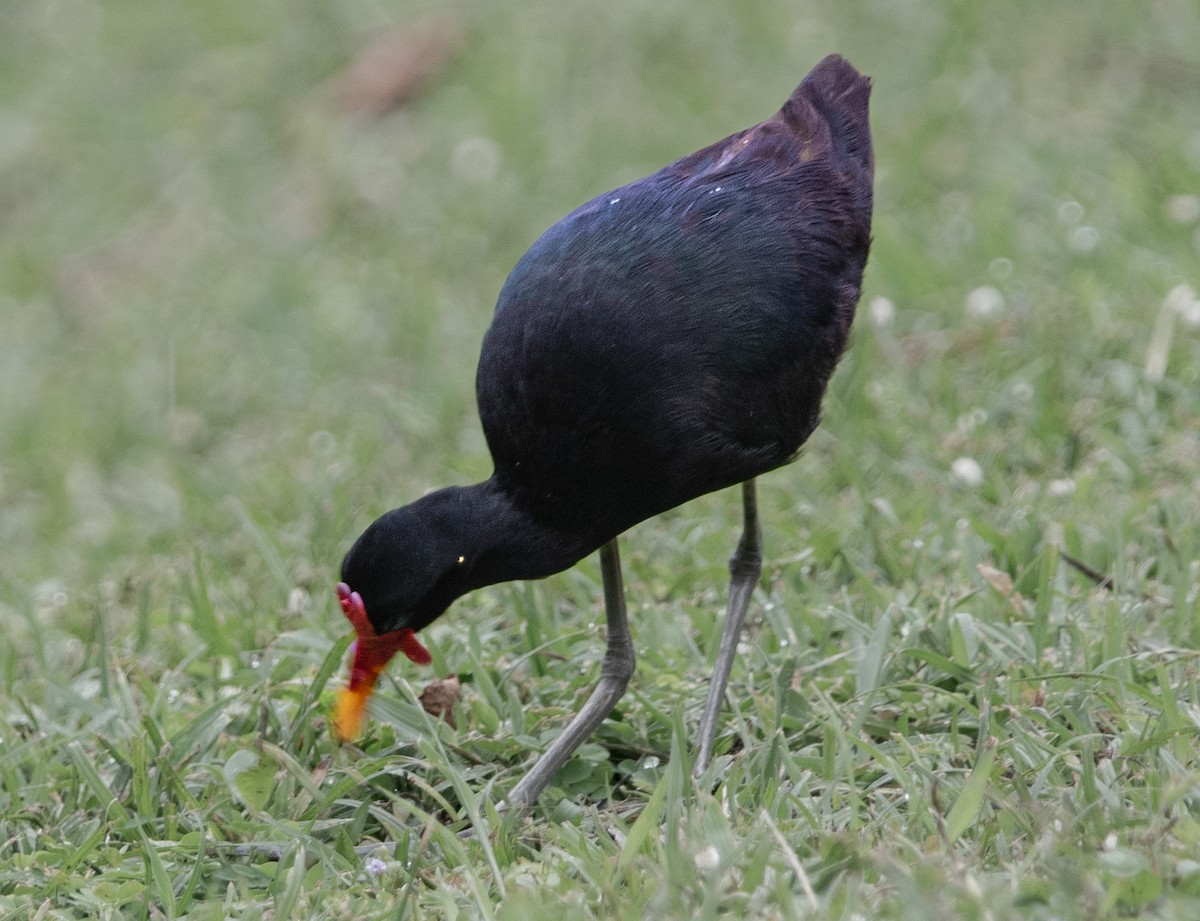 Wattled Jacana - ML646861927