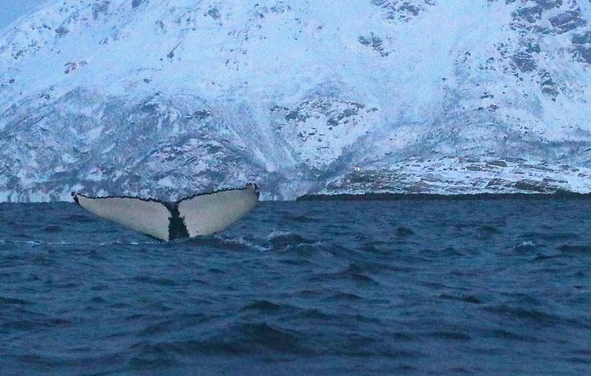 Humpback Whale - ML646861928