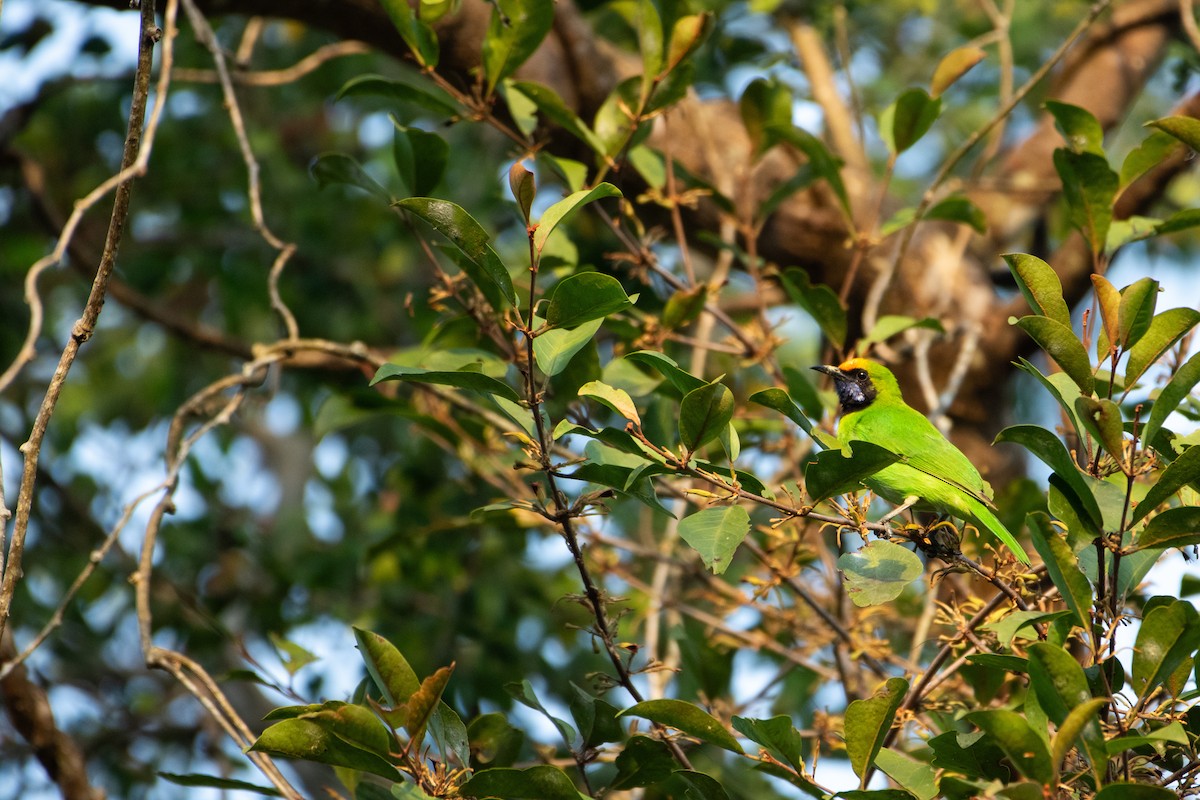 gyllenpannebladfugl - ML646861929