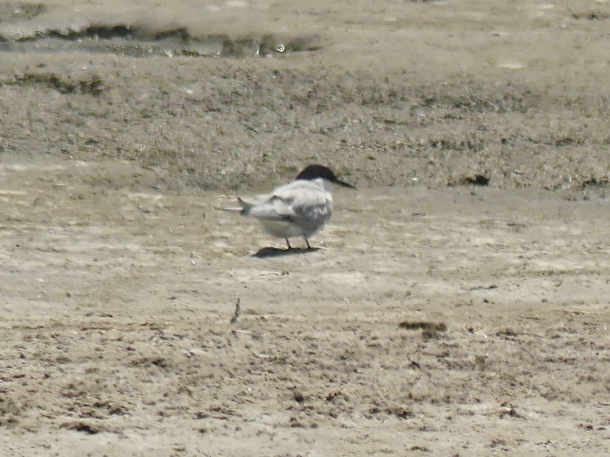 Damara Tern - ML646861931