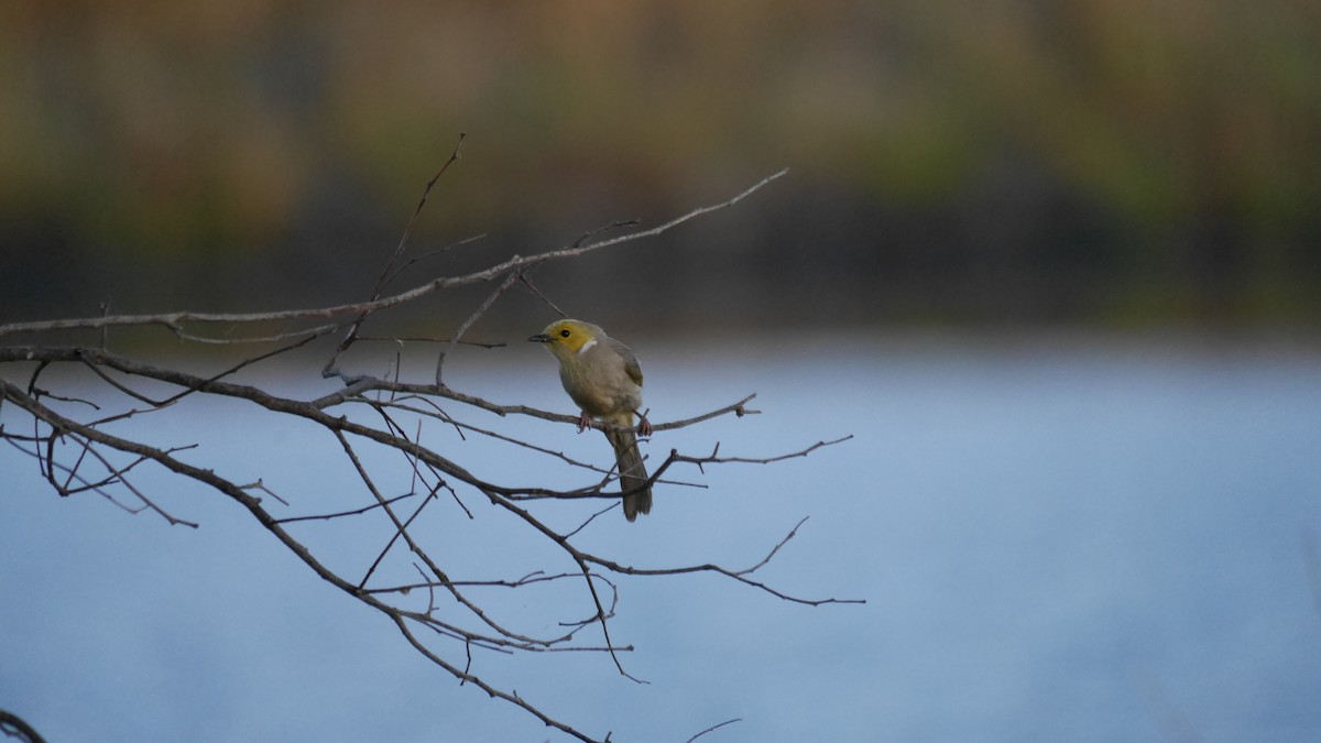 hvitsmykkehonningeter - ML646861933