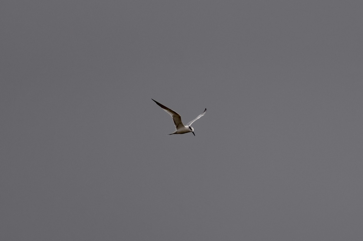 splitterne - ML646861948