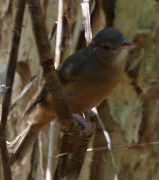 Little Shrikethrush - ML646861951