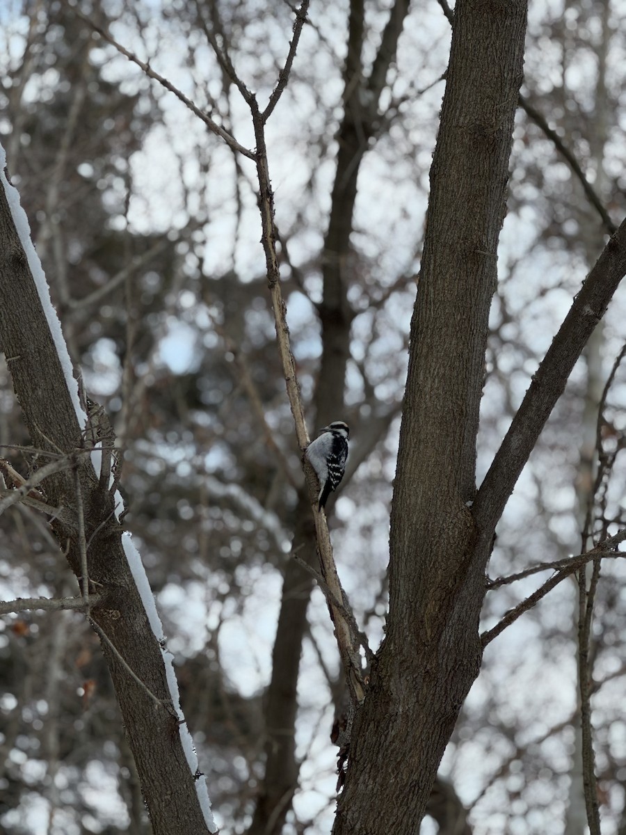 Hairy Woodpecker - ML646861958