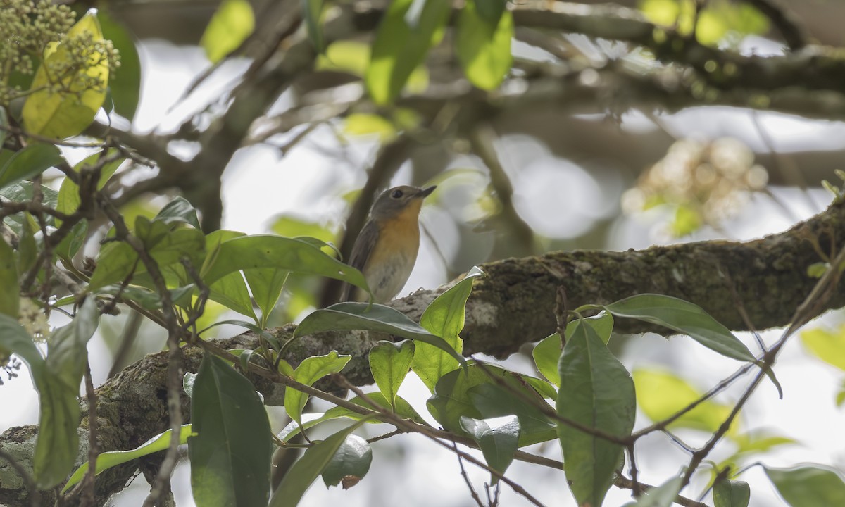 山藍仙鶲 - ML646861959