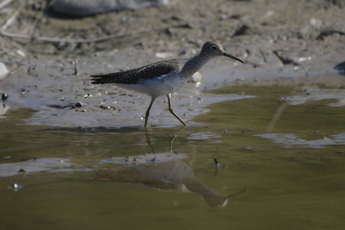Solitary Sandpiper - ML646861962
