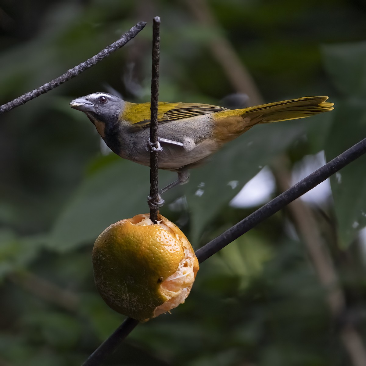 Buntkehlsaltator - ML646861964