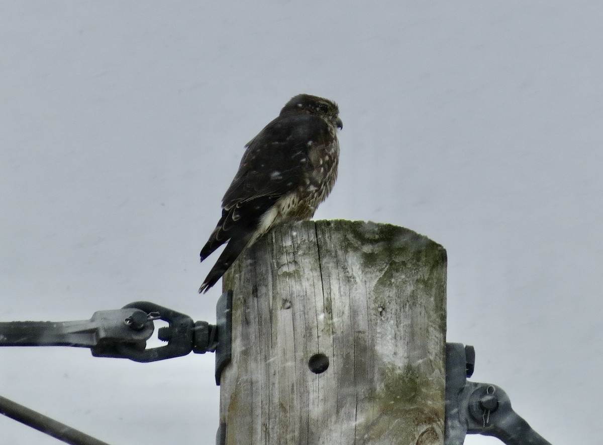 Merlin - ML646861965