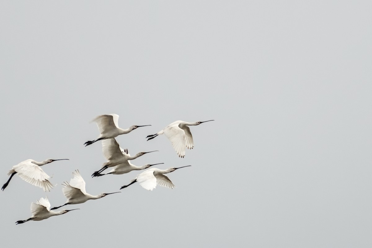 Eurasian Spoonbill - ML646861967