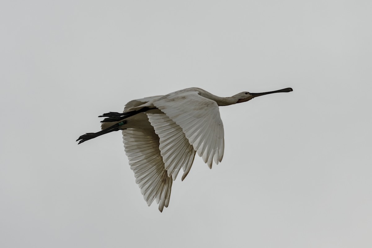 Eurasian Spoonbill - ML646861968